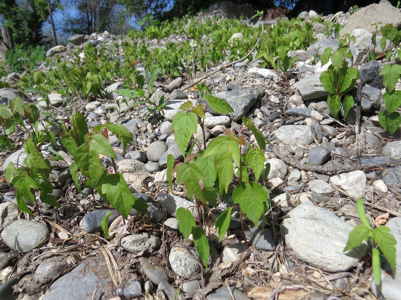 Image of Acer negundo specimen.