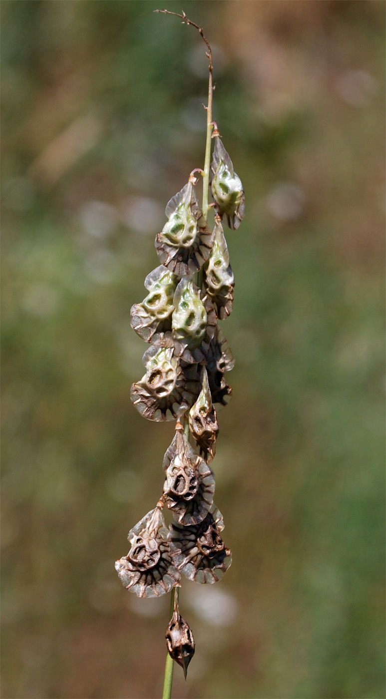 Image of Onobrychis pulchella specimen.