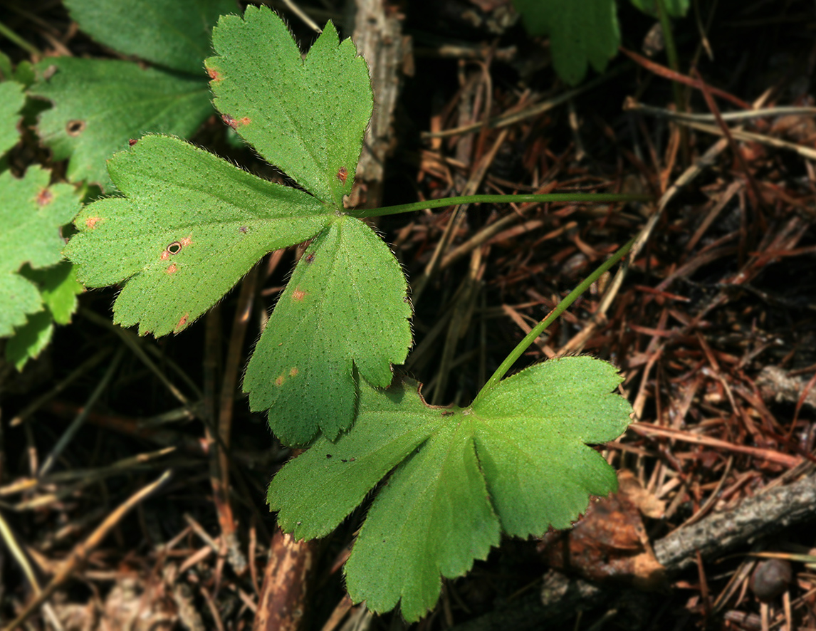 Image of Waldsteinia ternata ssp. maximowicziana specimen.