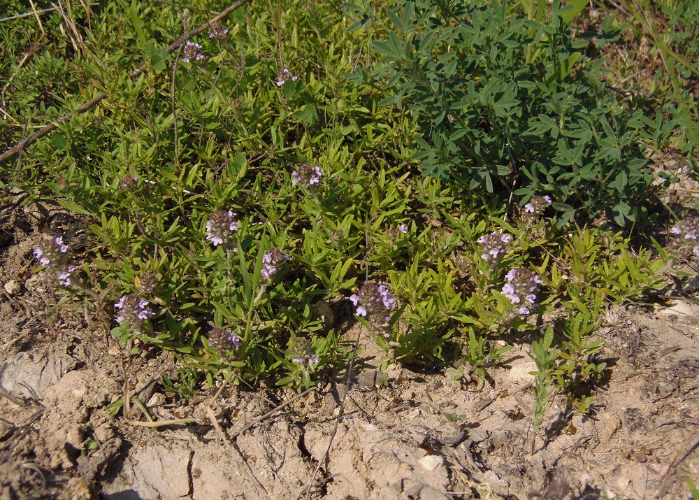 Image of Thymus marschallianus specimen.