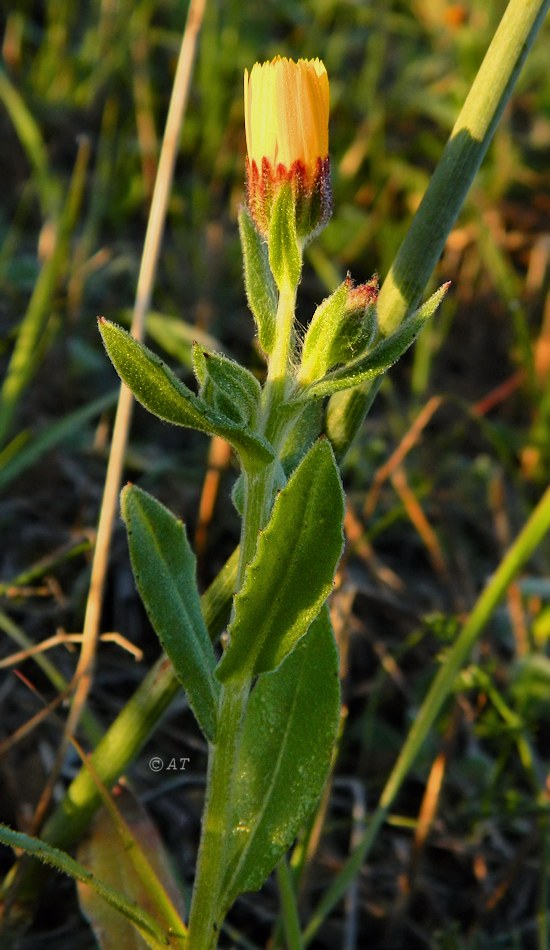 Image of Calendula arvensis specimen.