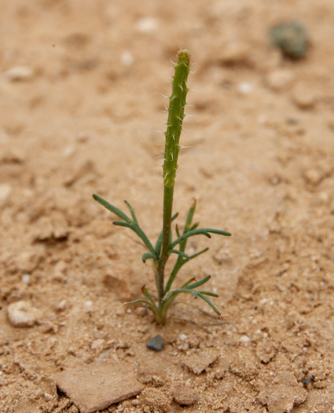 Image of Roemeria hybrida specimen.