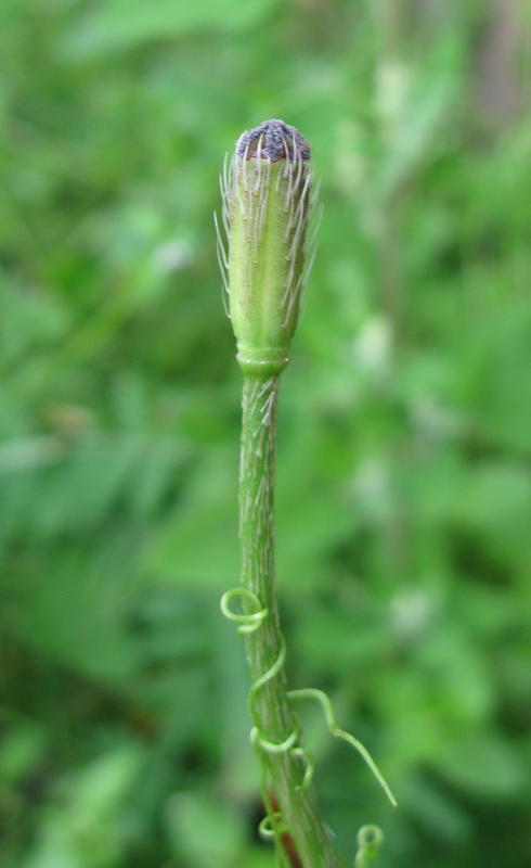 Изображение особи Papaver argemone.