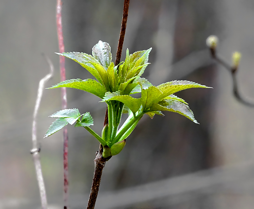 Image of Sambucus racemosa specimen.