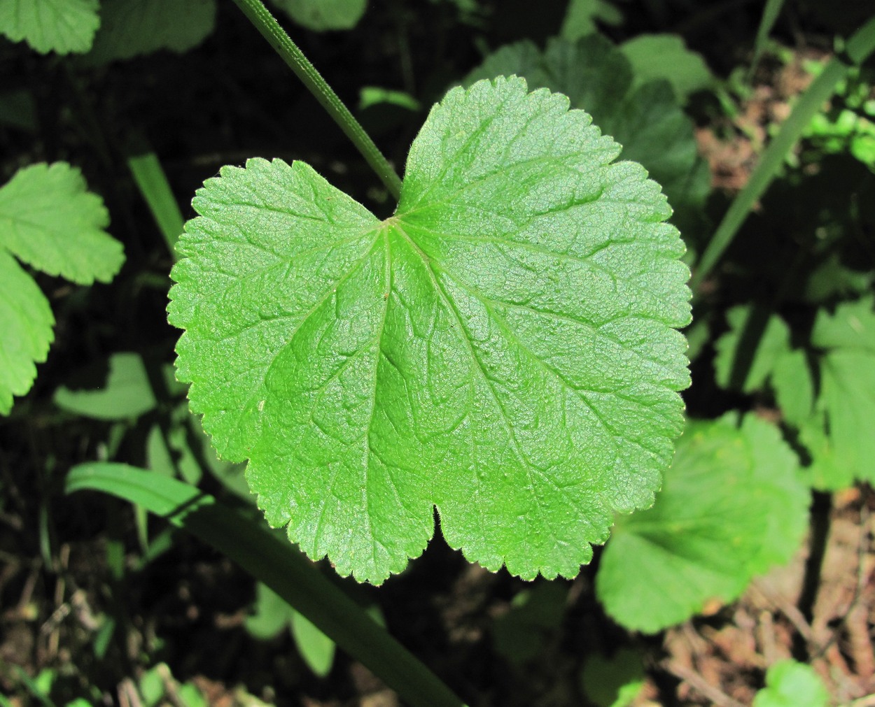 Image of Pimpinella tripartita specimen.