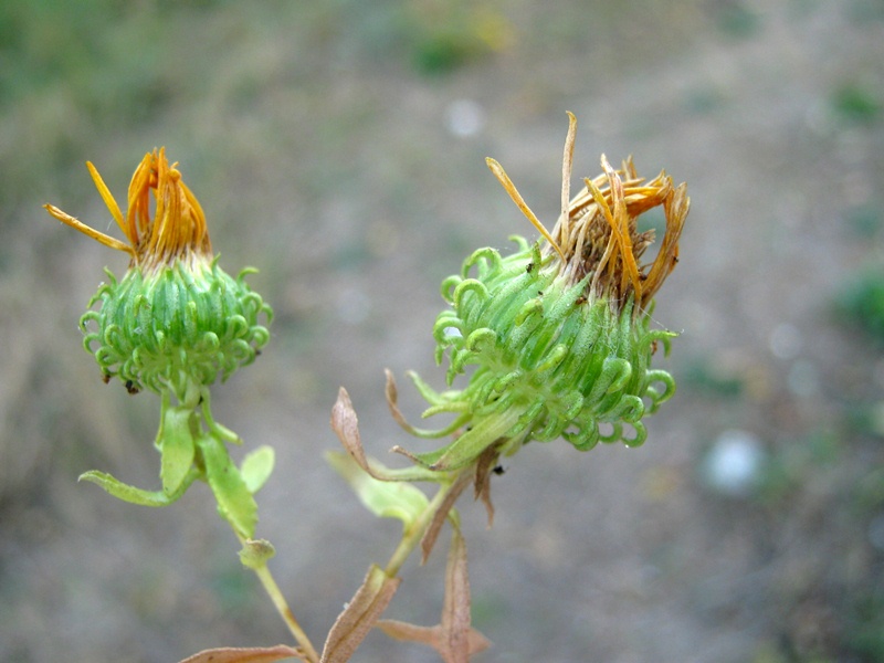 Image of Grindelia squarrosa specimen.