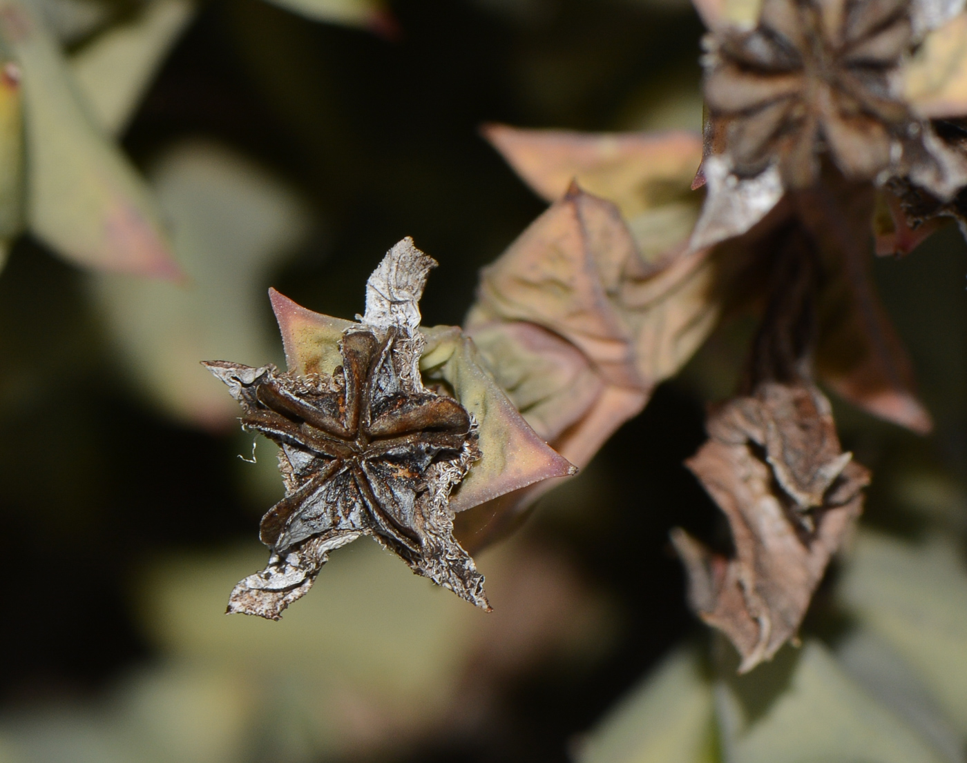 Изображение особи Ruschia perfoliata.