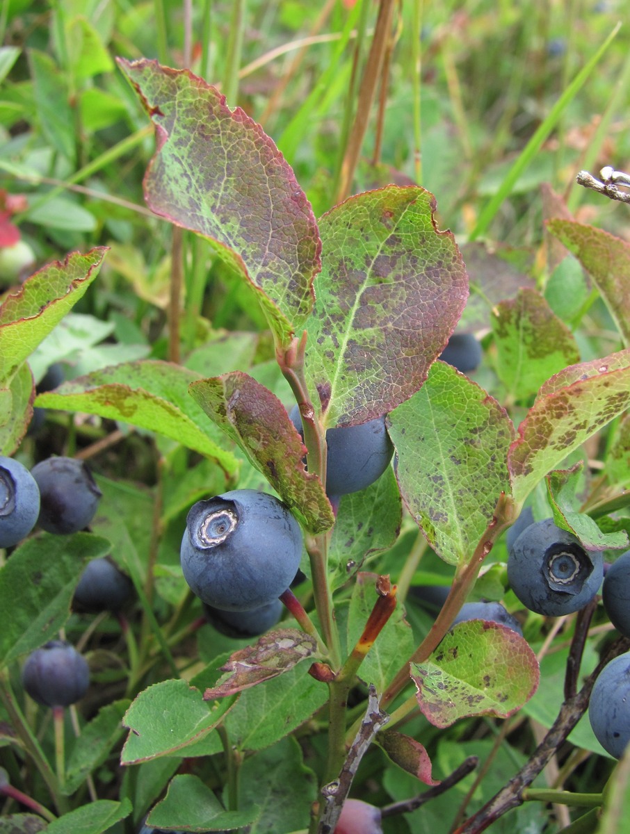 Image of Vaccinium myrtillus specimen.