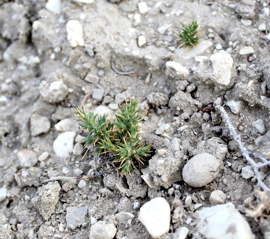 Image of Girgensohnia oppositiflora specimen.