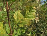 Acer tataricum. Поражённый лист. Краснодарский край, Абинский р-н, окр. пос. Новый, под ЛЭП. 05.10.2017.