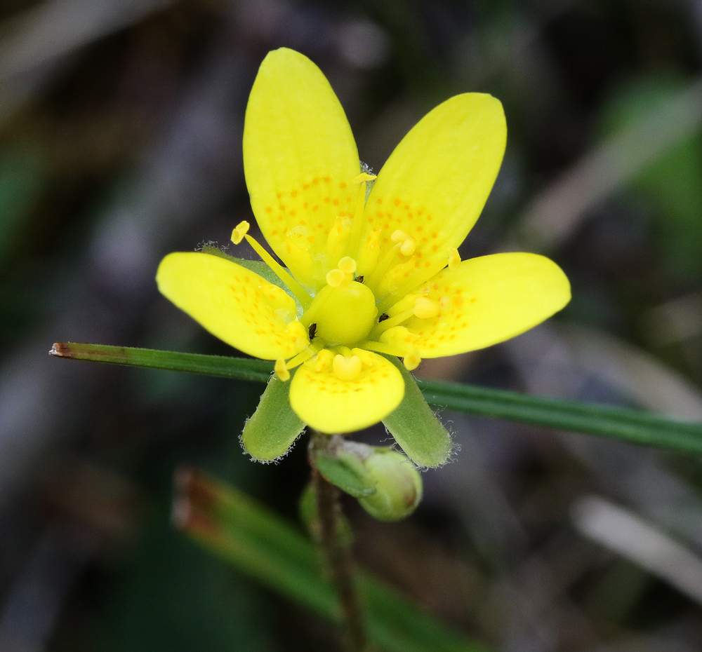 Image of Saxifraga hirculus specimen.