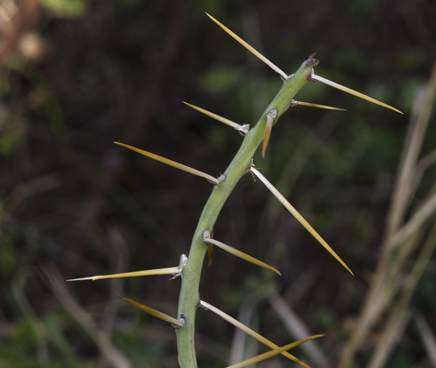 Image of Cylindropuntia leptocaulis specimen.