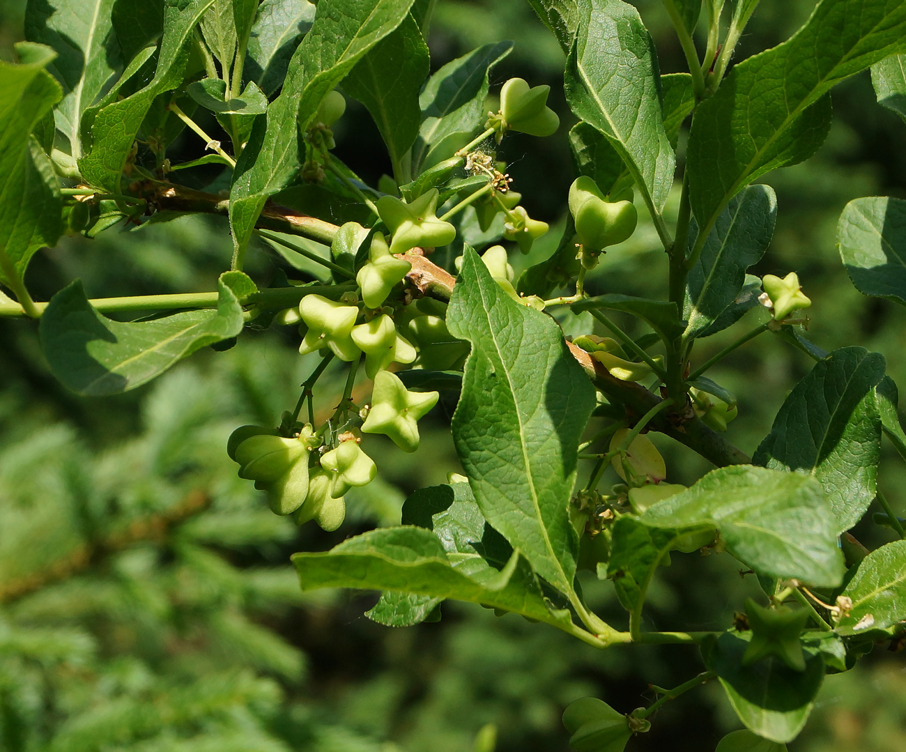 Изображение особи Euonymus europaeus.