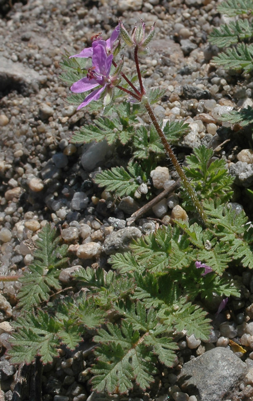 Image of Erodium cicutarium specimen.