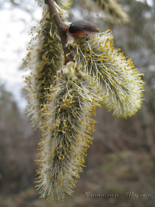 Image of Salix caprea specimen.