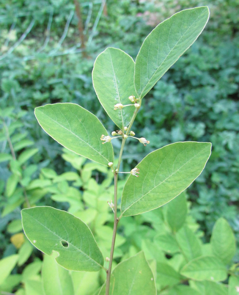 Image of Flueggea suffruticosa specimen.