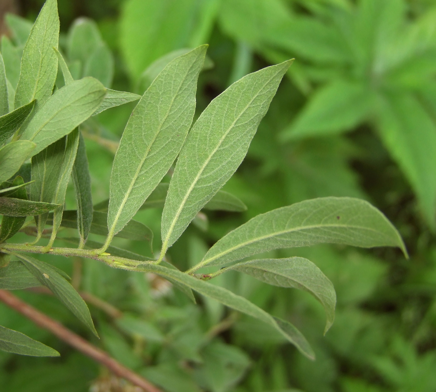 Image of Salix bebbiana specimen.