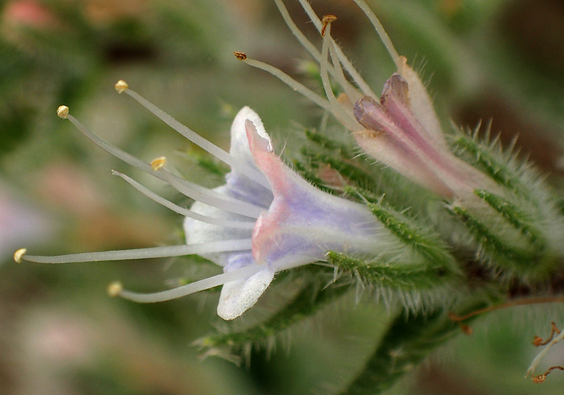 Image of Echium biebersteinii specimen.