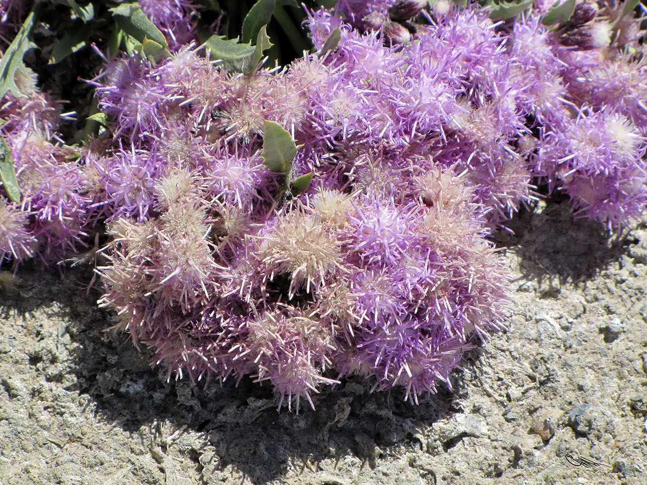 Image of Saussurea famintziniana specimen.