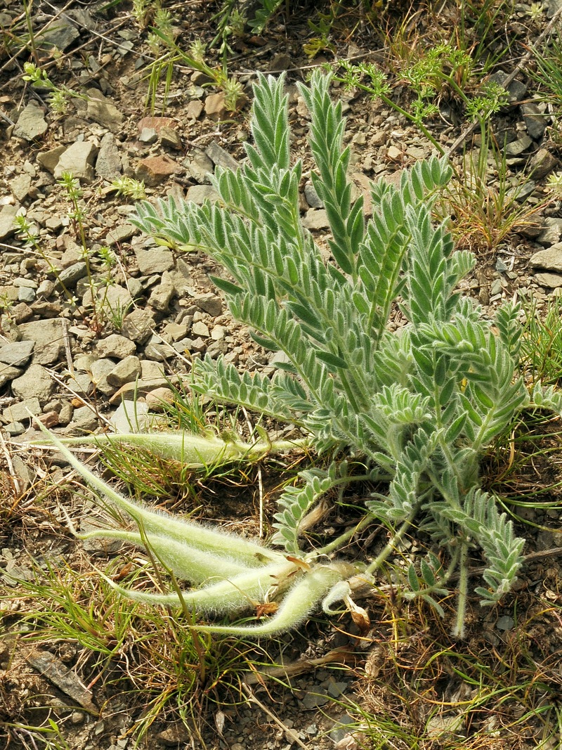 Изображение особи Astragalus xipholobus.