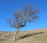 Crataegus pontica