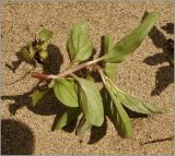 Mentha arvensis. Молодое растение, вид нижней части листьев. Удмуртия, Завьяловский р-он, окр. д. Поварёнки, левый берег р. Кама. 12 июня 2010 г.