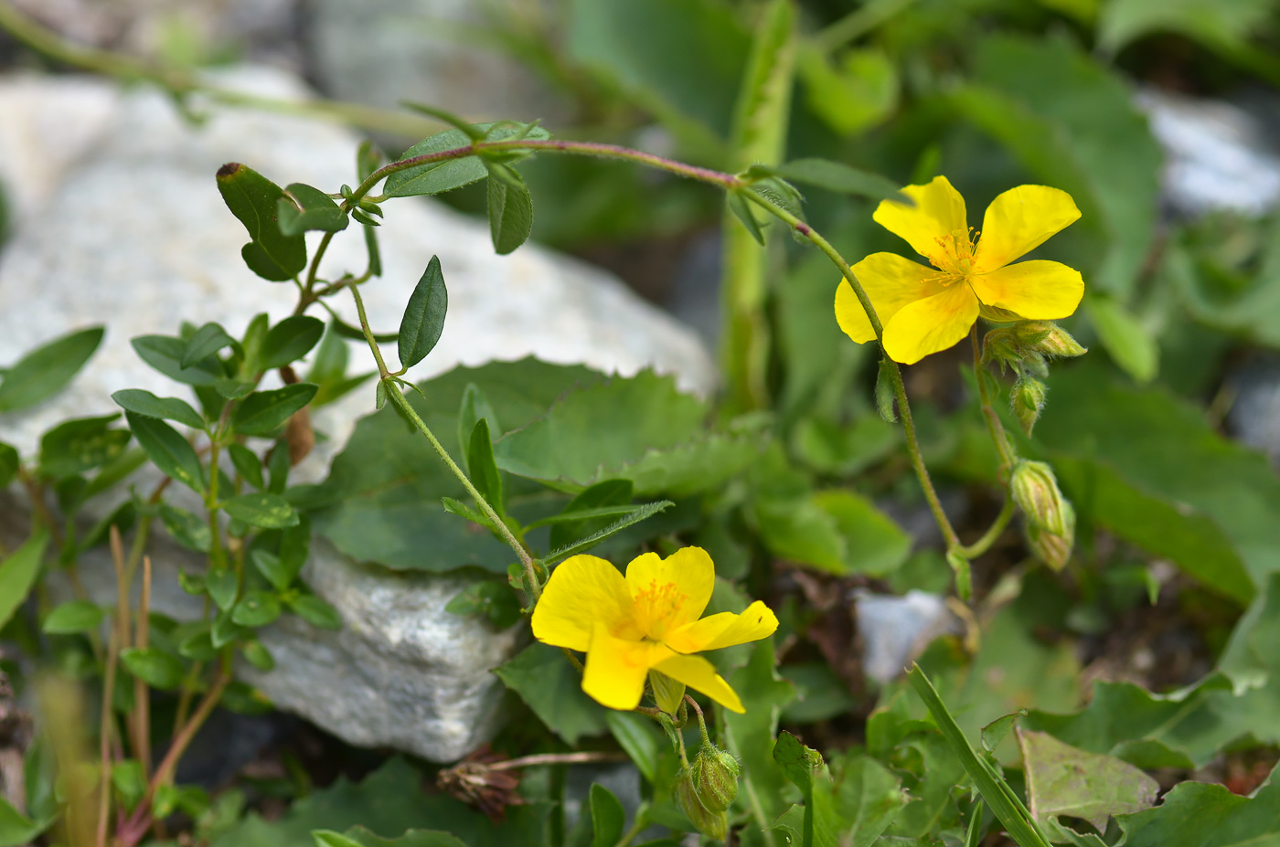 Image of Helianthemum ovatum specimen.