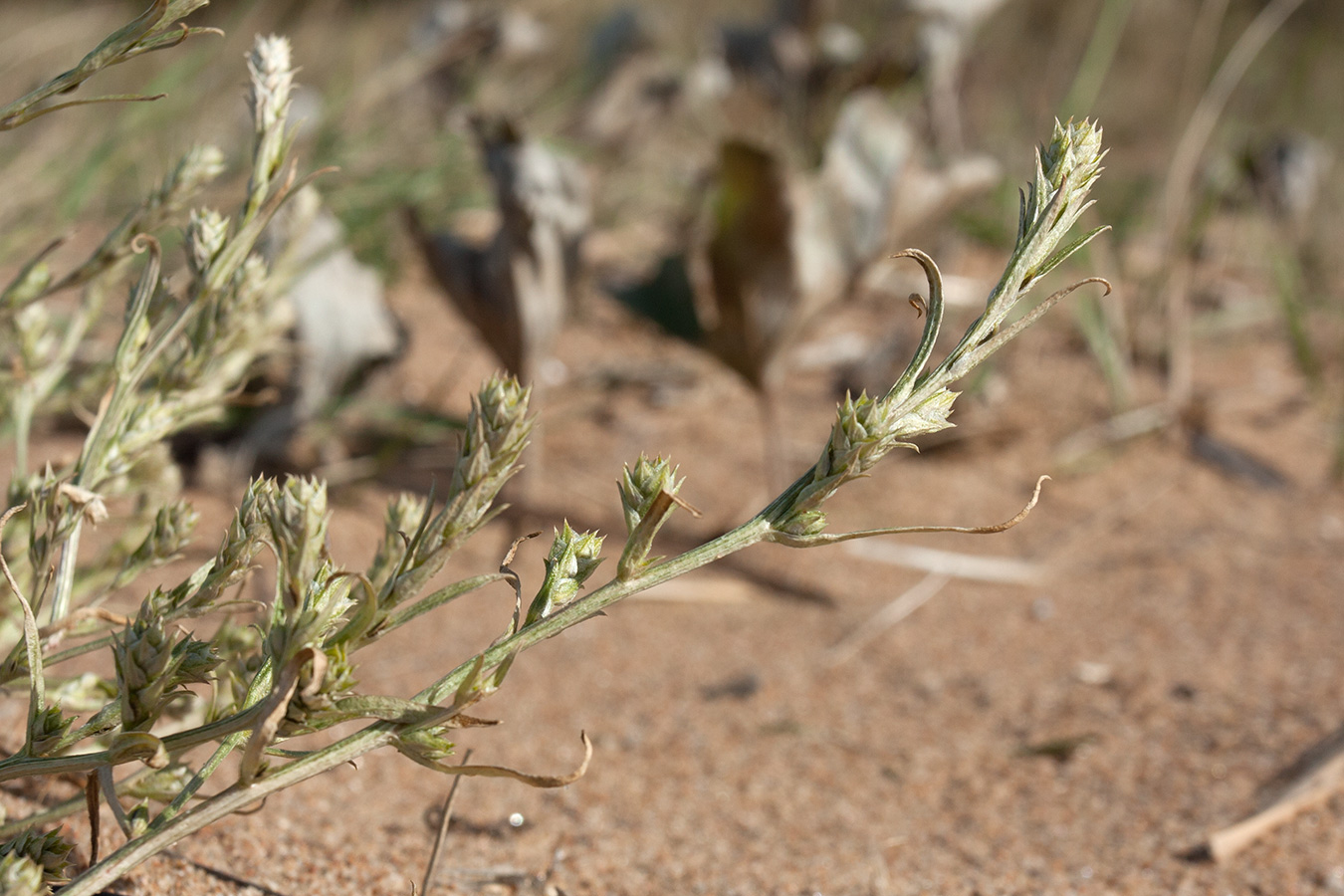 Image of Corispermum leptopterum specimen.