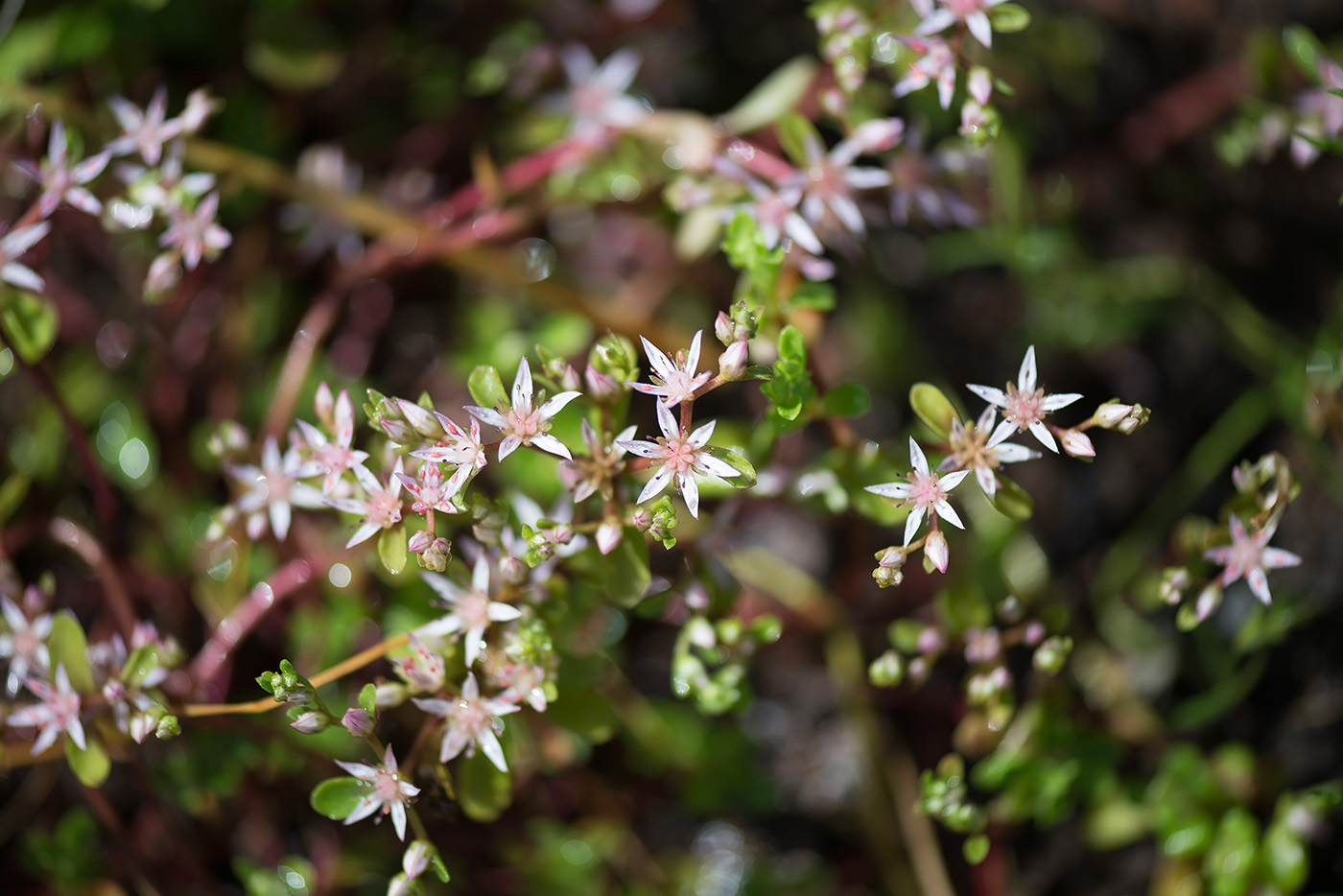 Image of Sedum stoloniferum specimen.