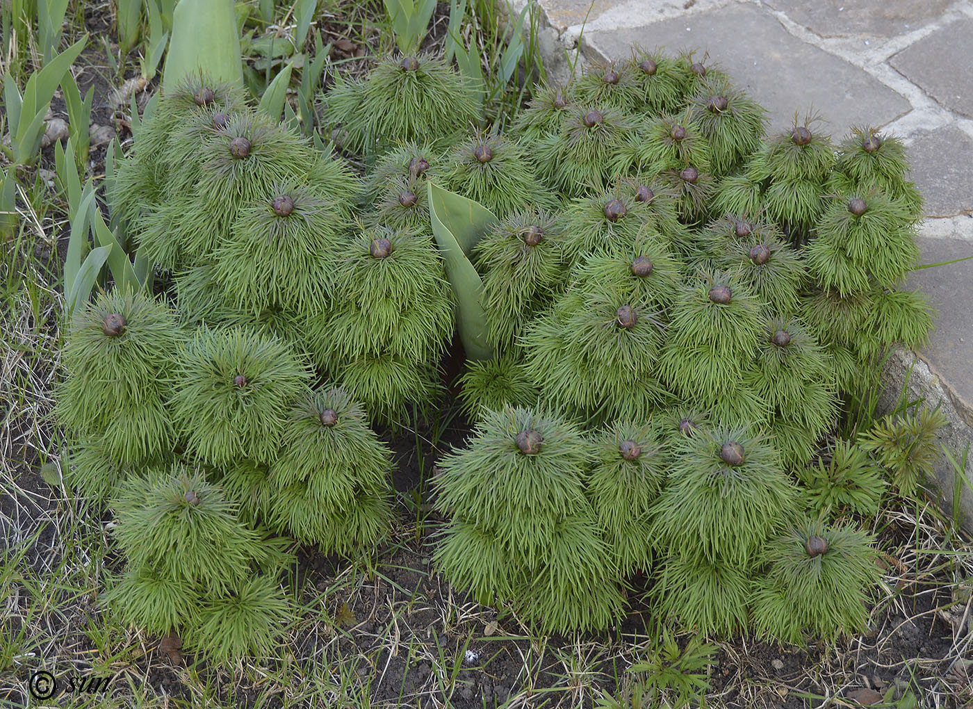 Изображение особи Paeonia tenuifolia.