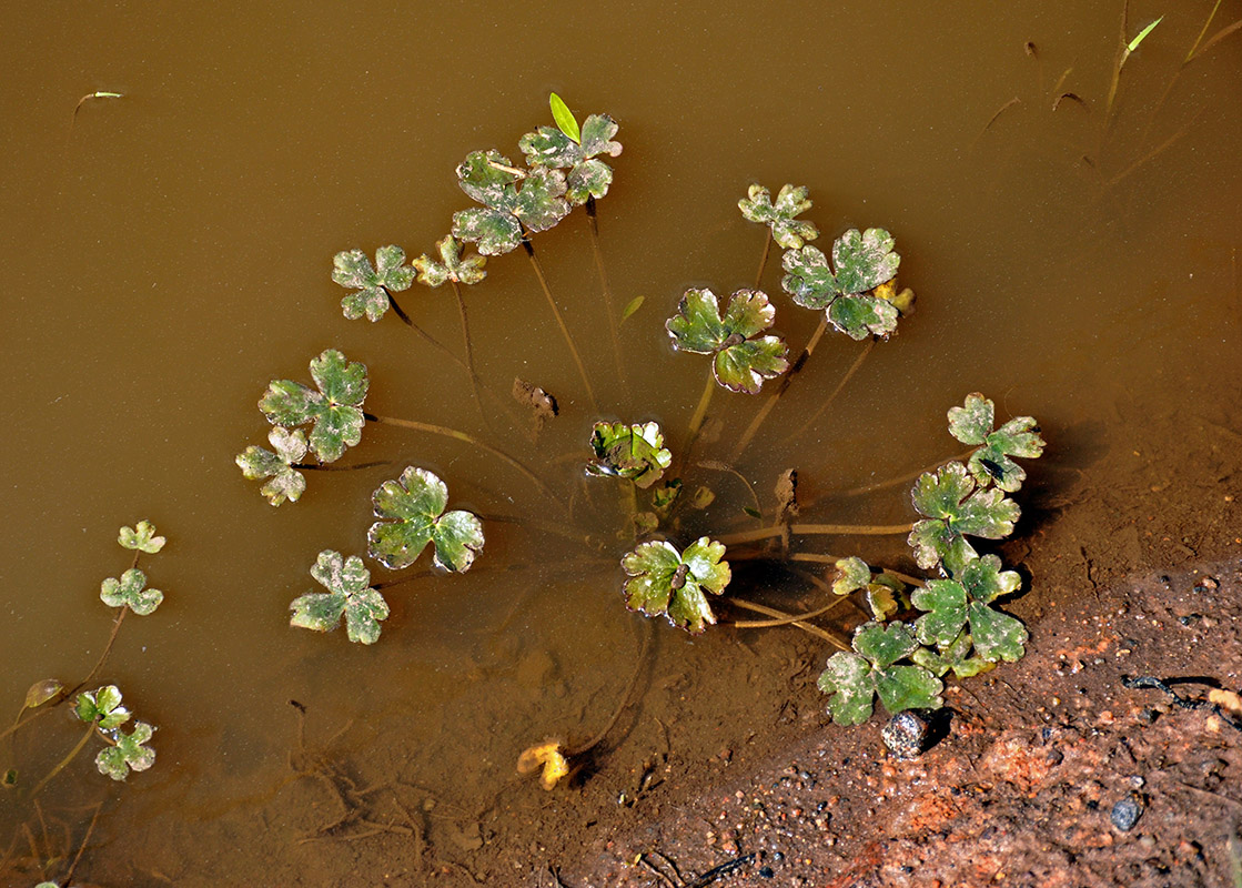 Изображение особи Ranunculus sceleratus.