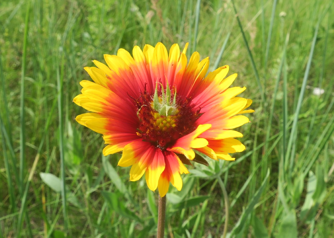 Изображение особи Gaillardia aristata.