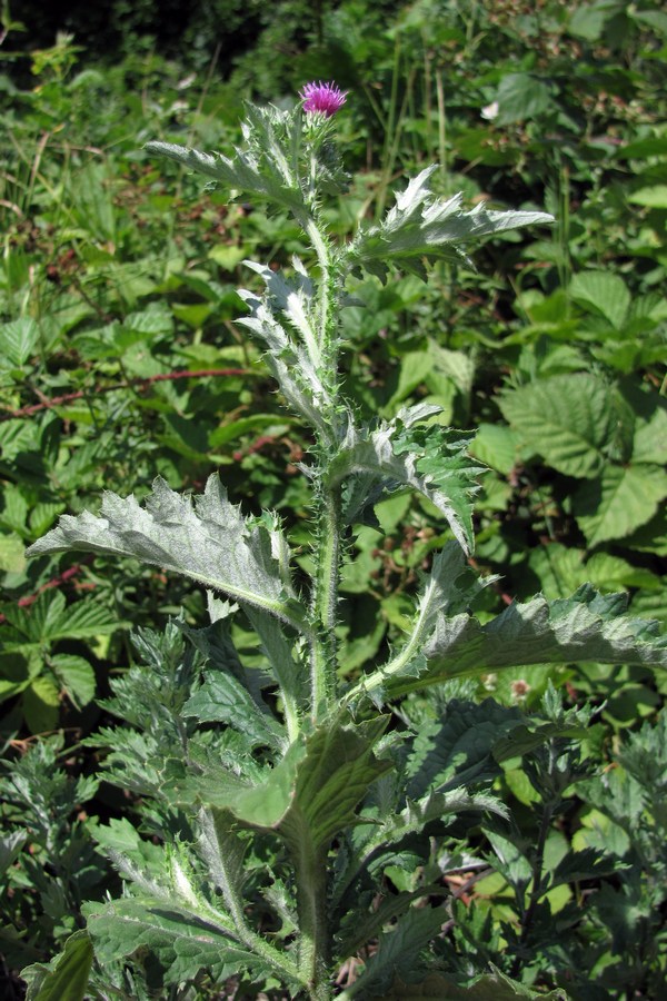 Image of Carduus crispus specimen.