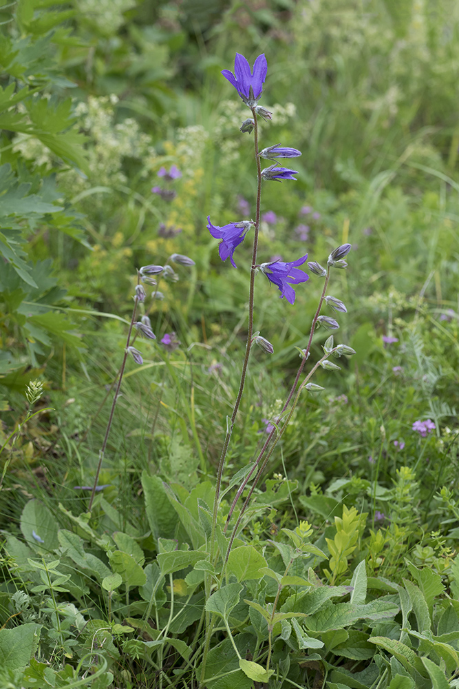 Изображение особи Campanula collina.