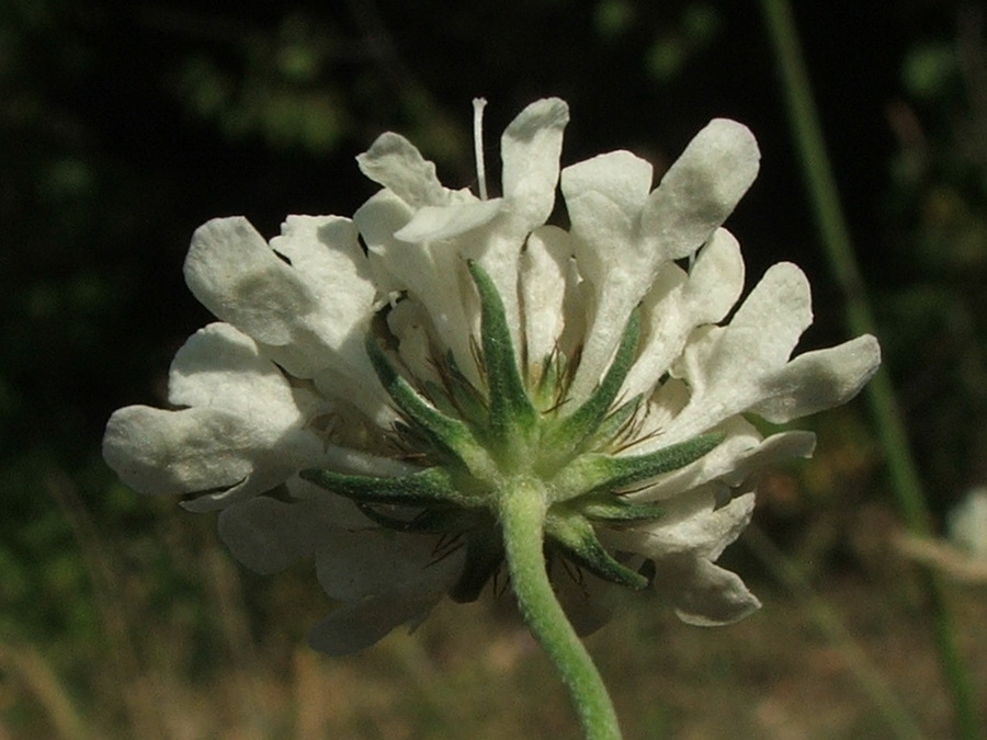 Изображение особи Scabiosa praemontana.