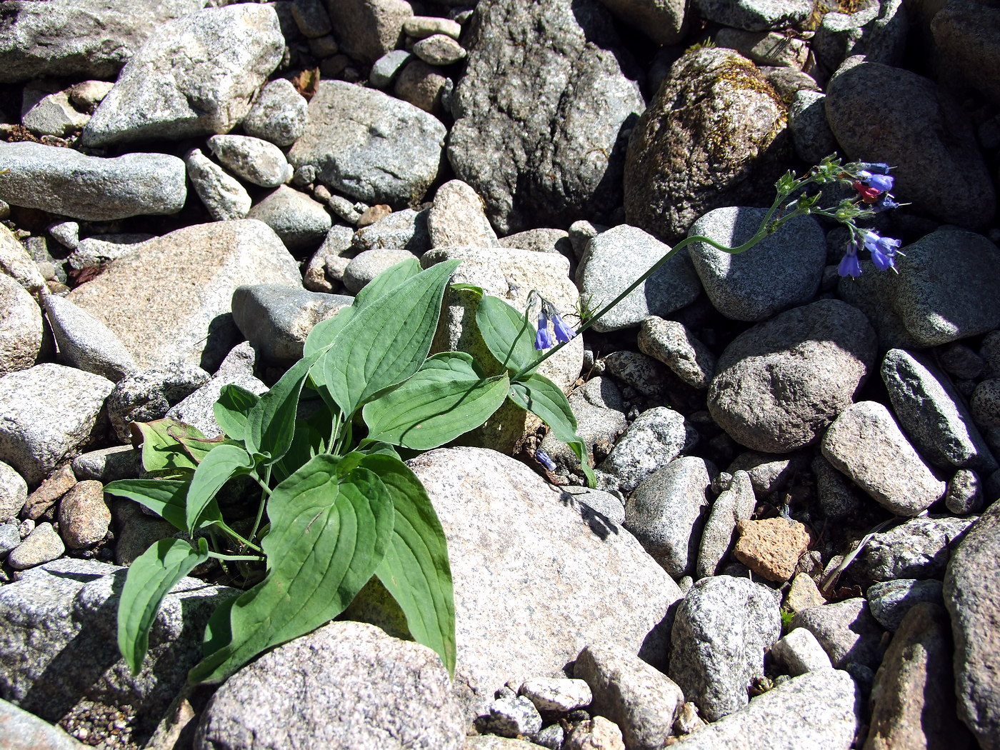 Image of Mertensia pubescens specimen.