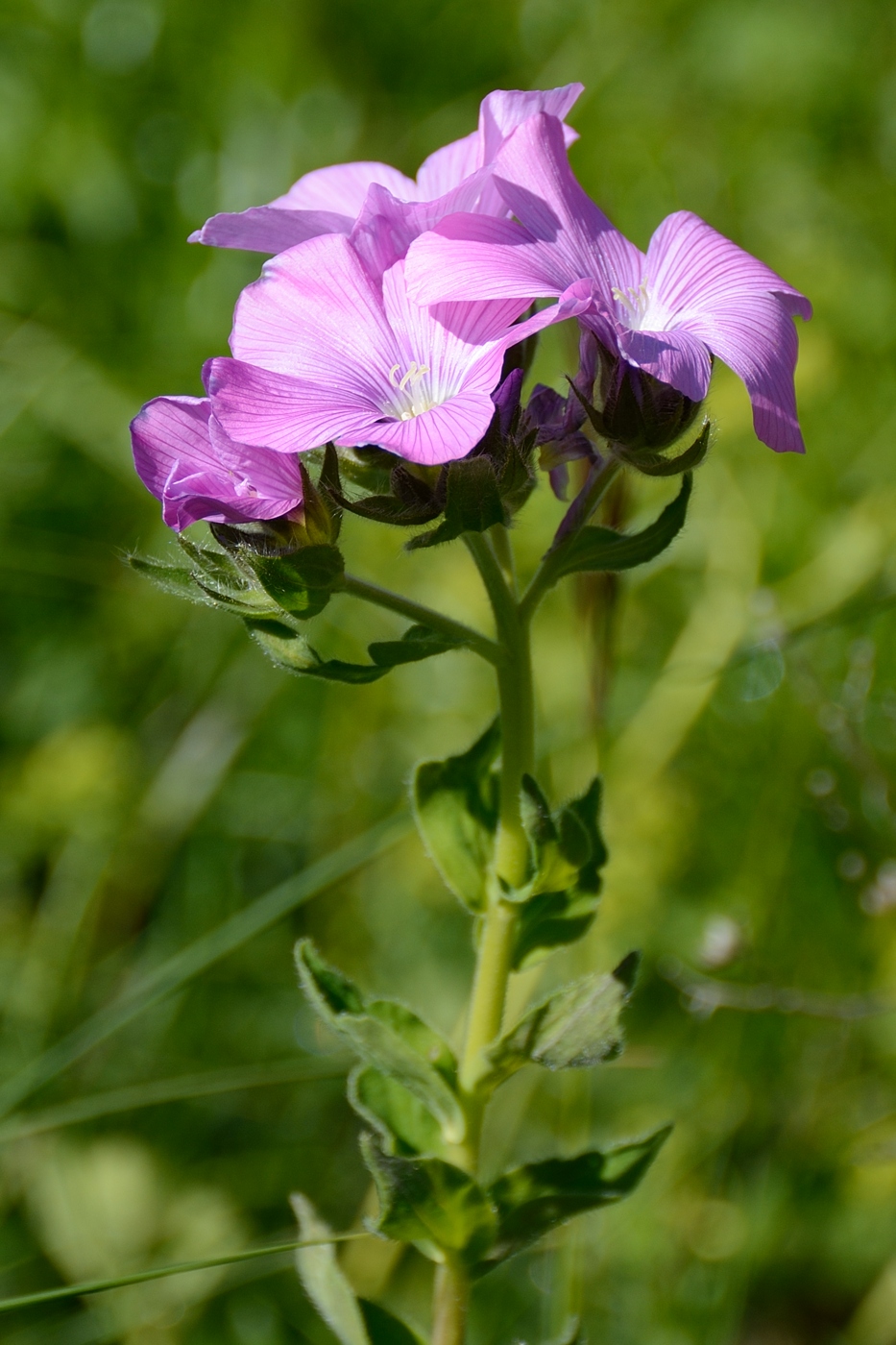 Image of Linum hypericifolium specimen.