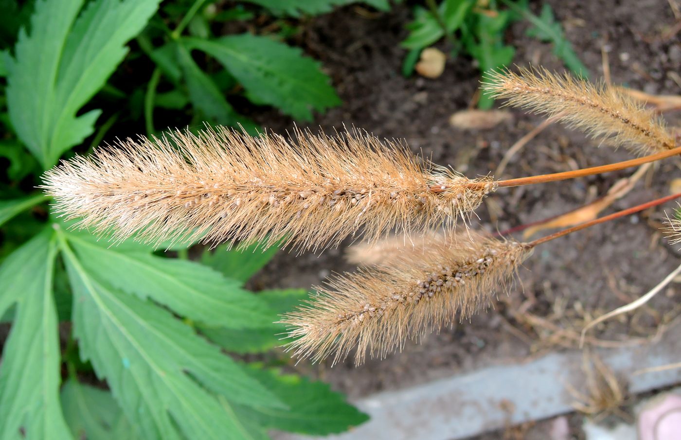 Image of genus Setaria specimen.