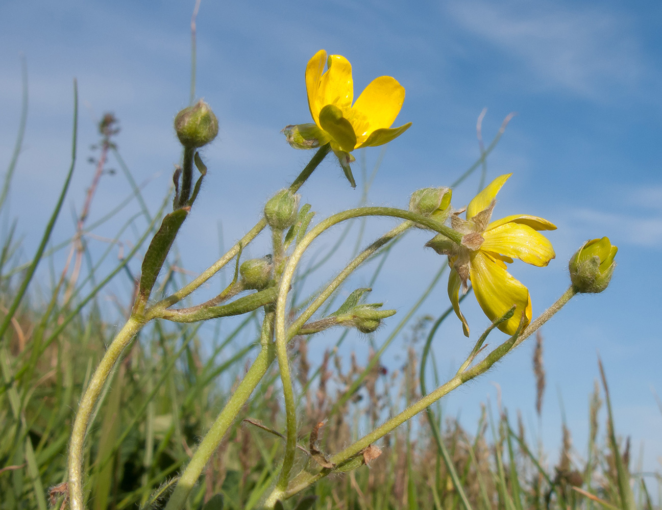 Изображение особи Ranunculus oxyspermus.