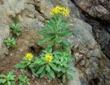 Senecio pseudoarnica. Цветущие растения. Сахалинская обл., Корсаковский р-н, побережье к мысу Великан, подножье скального берега. 15.08.2019.