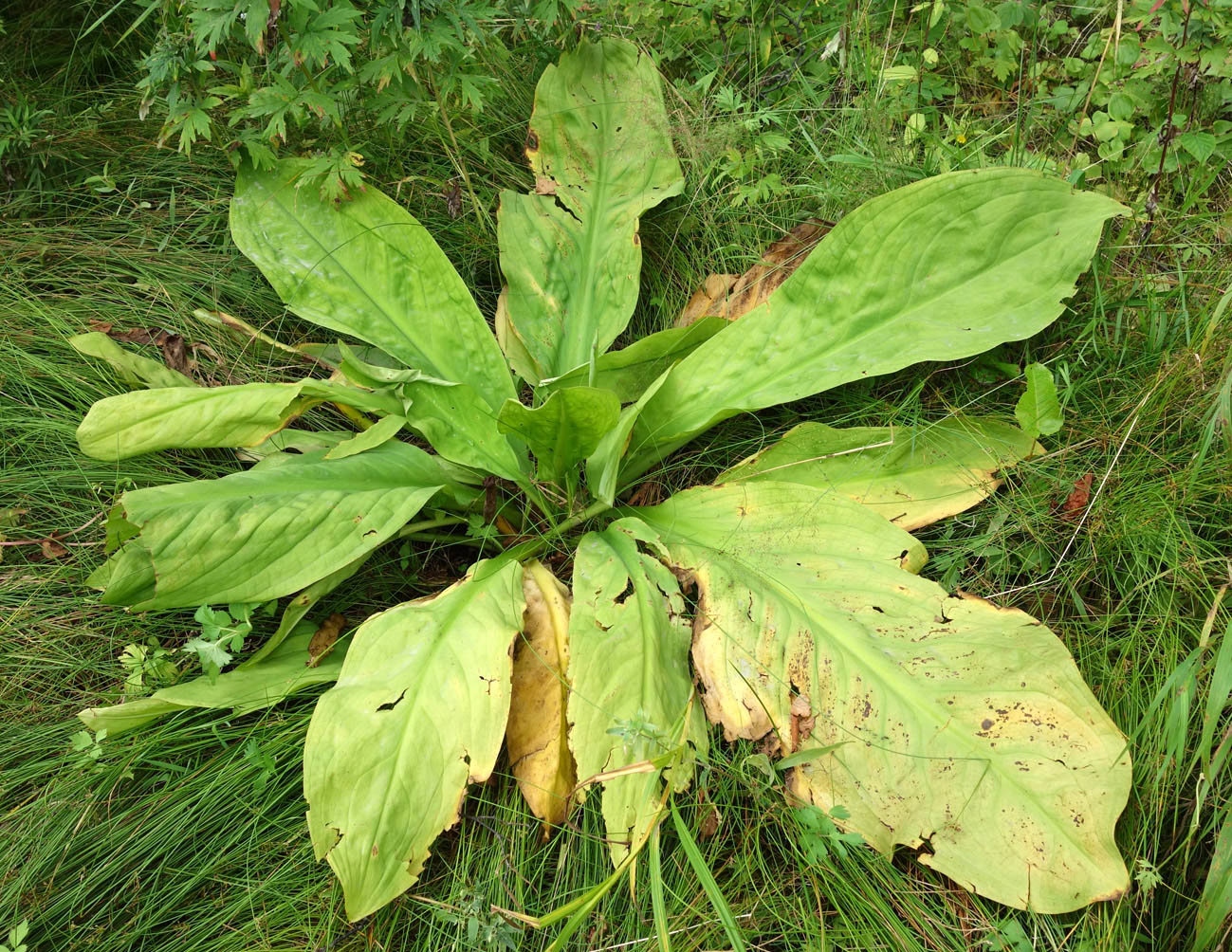 Image of Lysichiton camtschatcensis specimen.