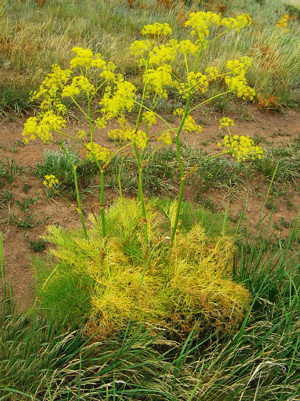 Изображение особи Ferula songarica.