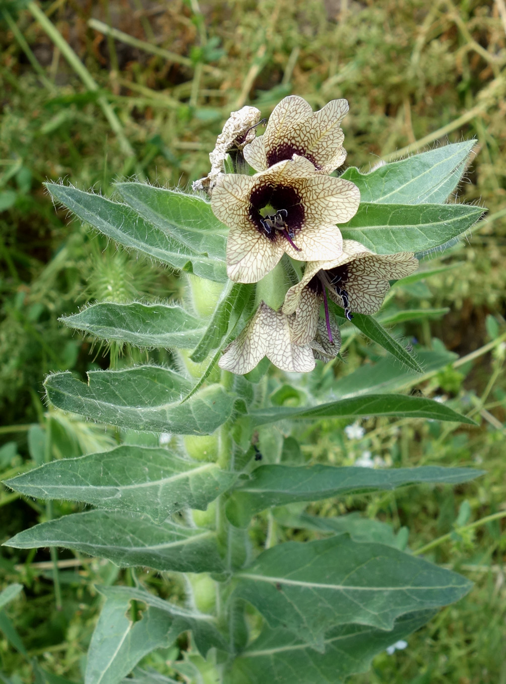 Image of Hyoscyamus niger specimen.