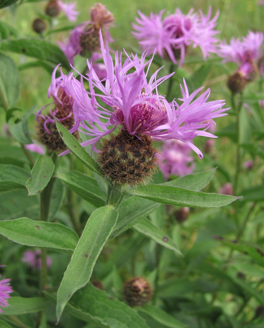 Image of Centaurea phrygia specimen.