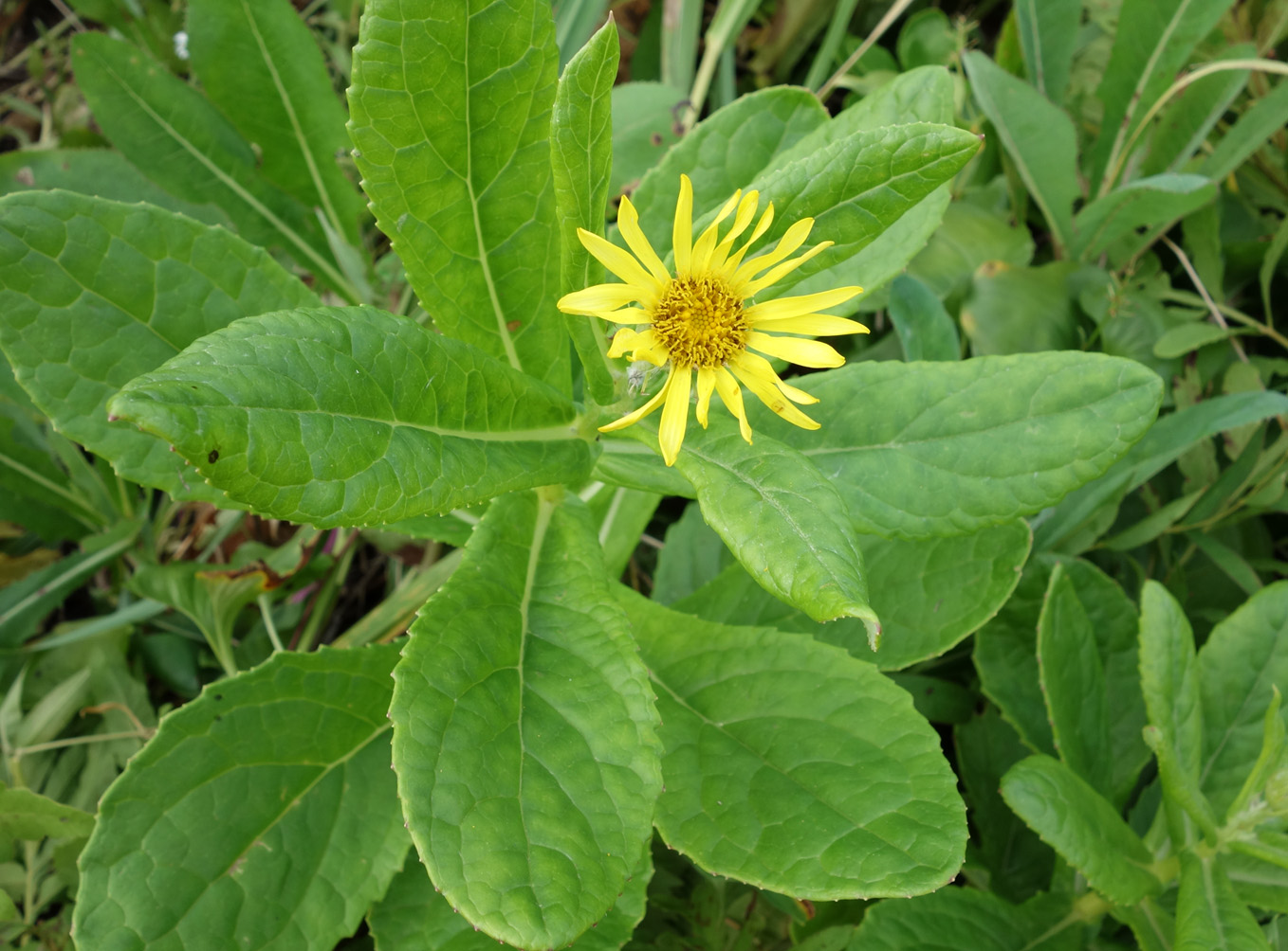 Image of Senecio pseudoarnica specimen.