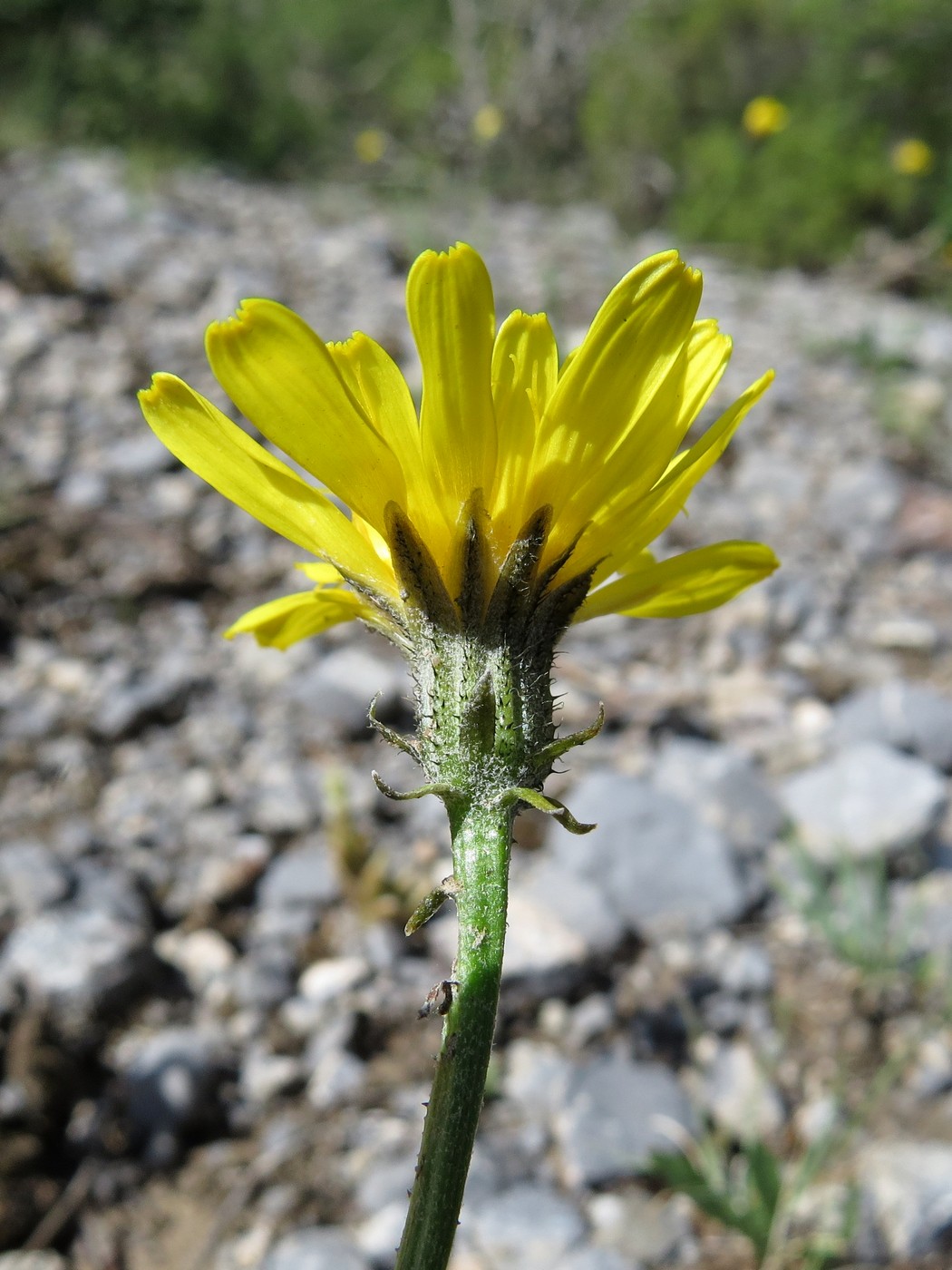 Изображение особи Crepis oreades.