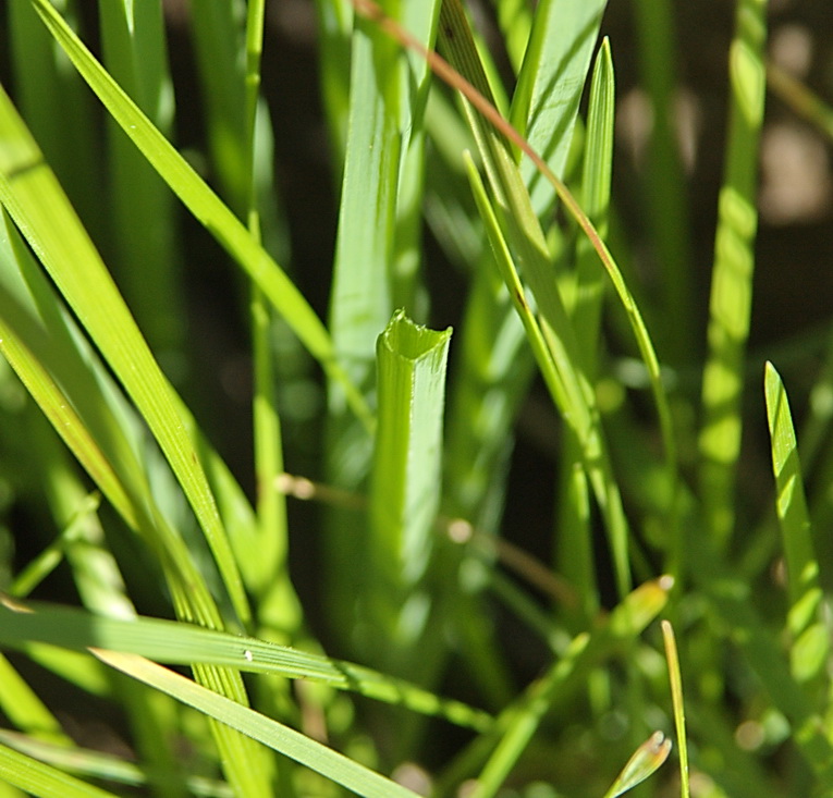 Image of Allium schoenoprasum specimen.