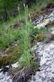 genus Tragopogon