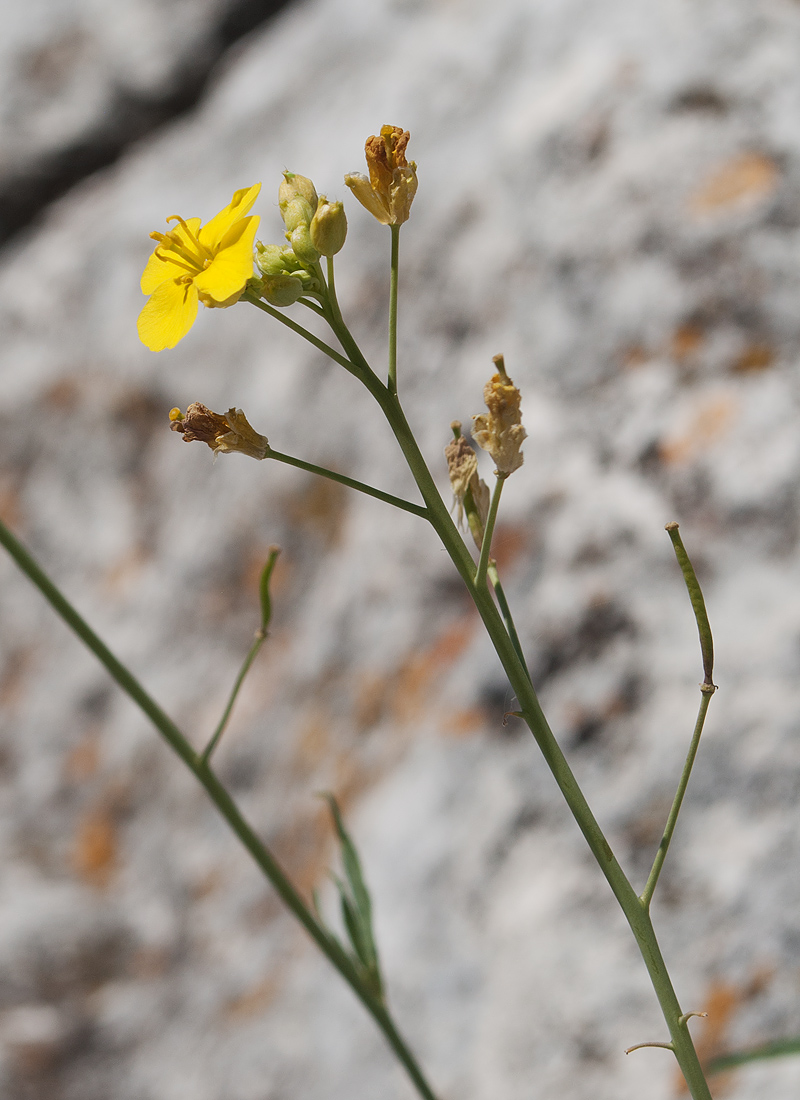 Изображение особи Diplotaxis tenuifolia.