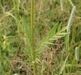 Valeriana officinalis. Средняя часть растения. Калужская обл., Боровский р-н, окр. дер. Сатино, луг на краю заброшенного и заросшего старого яблоневого сада. 3 июля 2020 г.